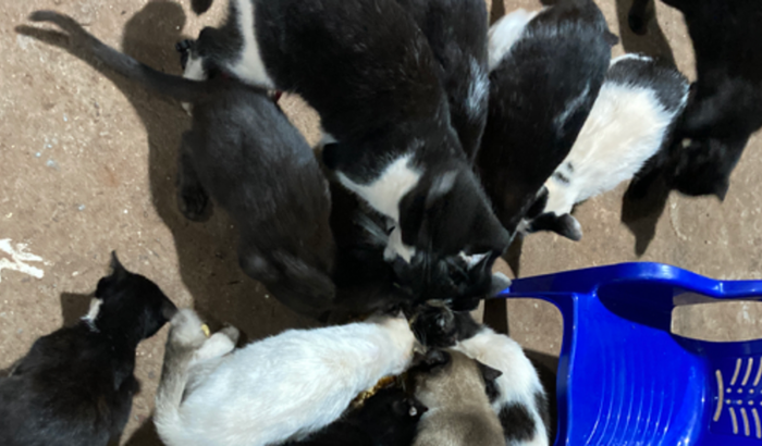 Nos ajude a alimentar a Gataaiada