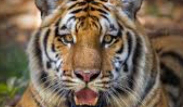 ajuda o lukas p apostar no jogo do 🐯