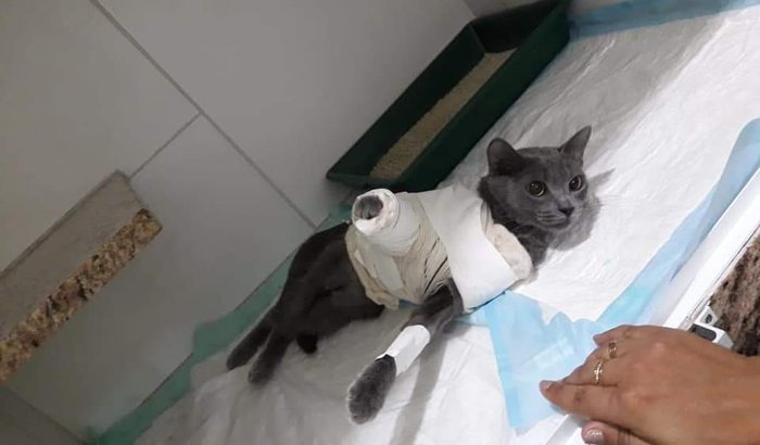 Ajuda pra operar a Britinha