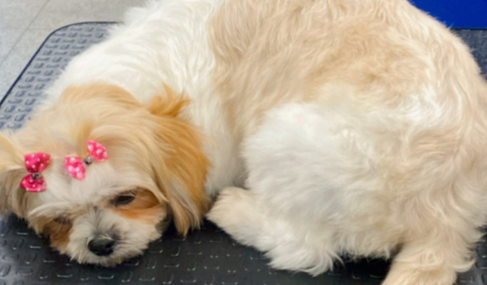 Salão de banho e tosa 