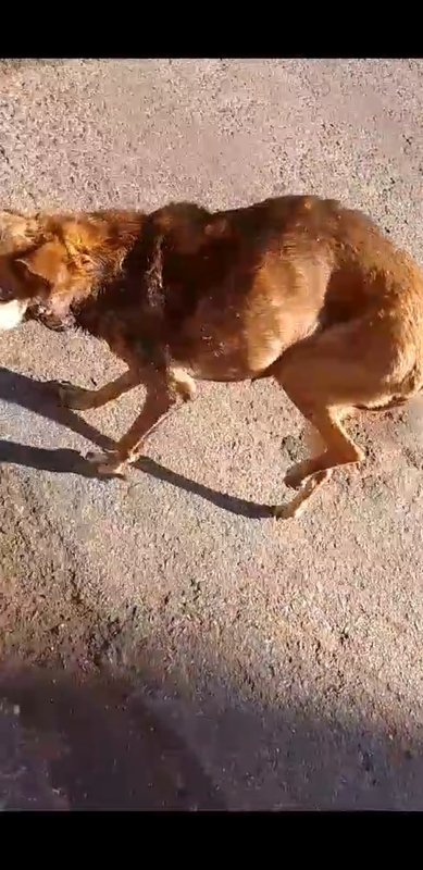 Cachorrinho debilitado 