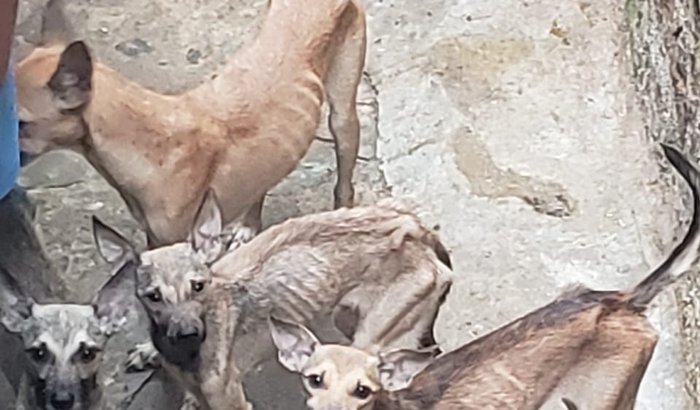 Cães de Santo Cristo