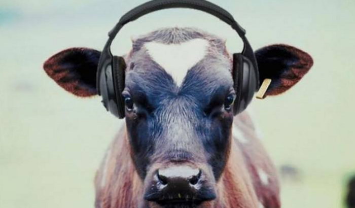 Vaquinha de Aniversário 