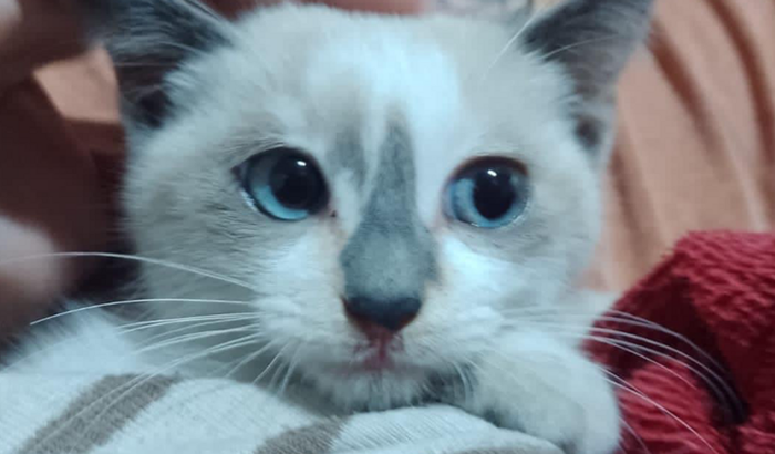 Ajuda para Jujuba pix:17341880732 C6