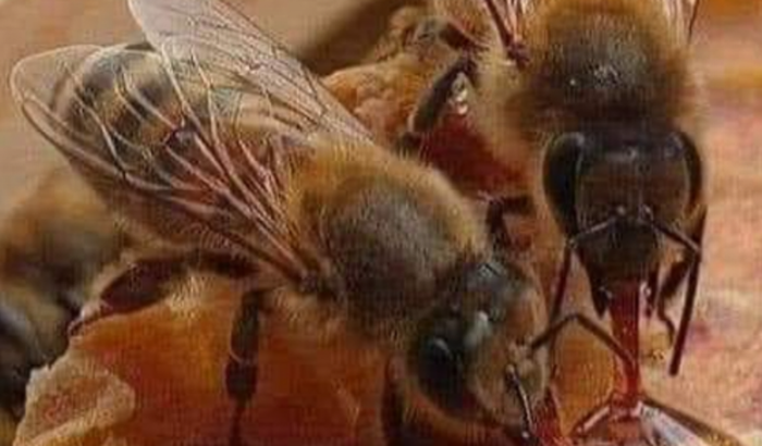 Ajuda pra montar meu Apiário .. Apicultura 