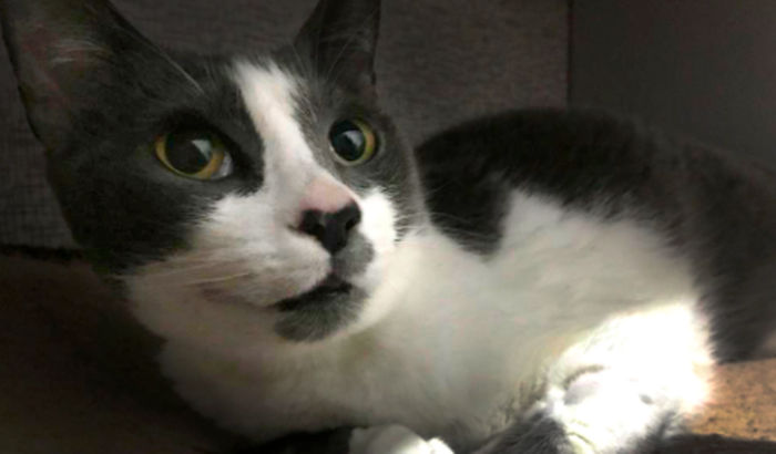 AJUDE A JODIE, FAVOR! GATINHA COM FELV E TUMOR NO PULMÃO!