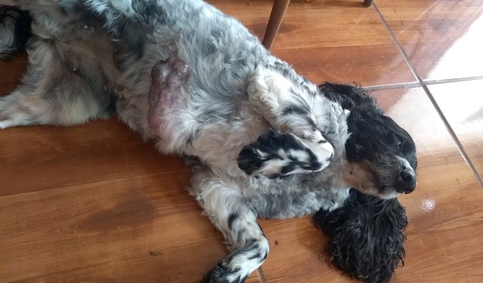Cachorra Lupita