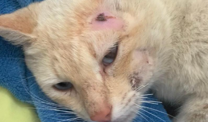 Tratamento dos gatinhos Fred e Vitória, e tratamento do Frajola