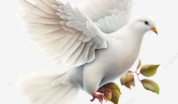 Obrigação 3 anos - Dofona de Oxalá