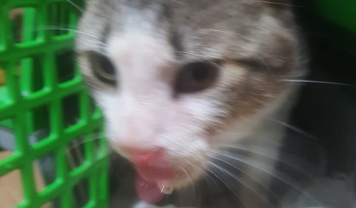 Gatinho atropelado 