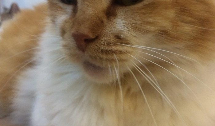 A Mel precisa de ajuda