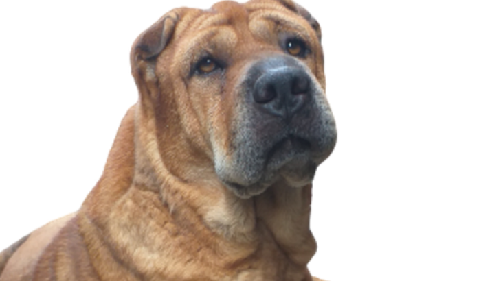 Kiara de mudança para Curitiba 