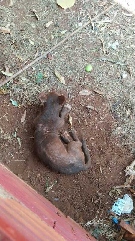 Cachorros com dona idosa e doente 