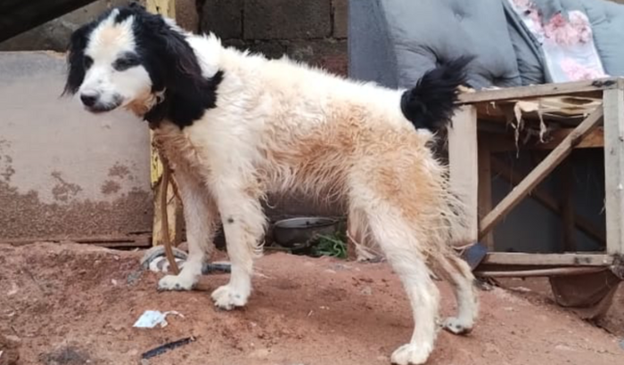 Ajudando amigo e sua cachorrinha Fifi