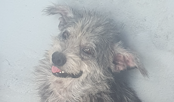 Tratamento Do Cãozinho Black🐕 