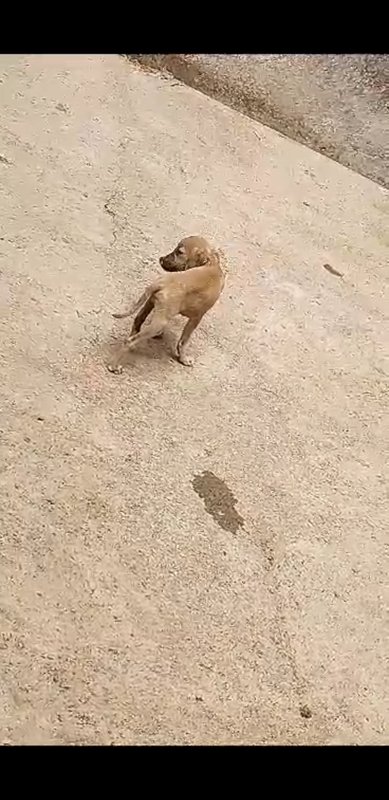 Cachorros esfaqueados 
