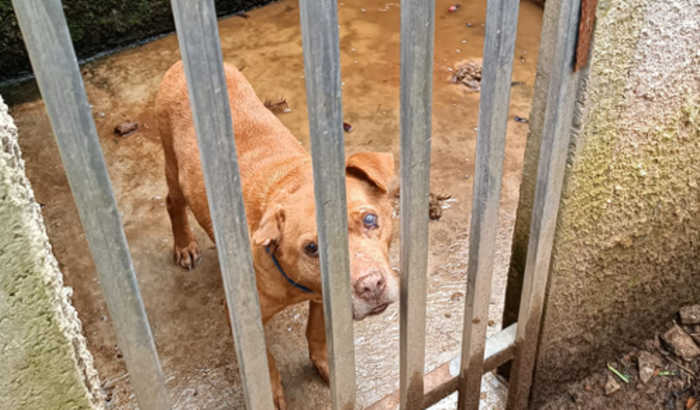 Salvem os animais do Umbará