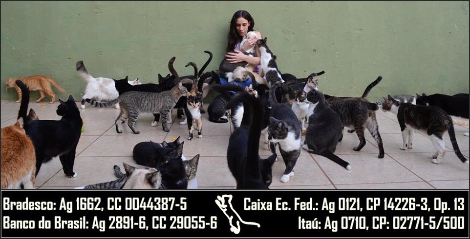 imagem da vaquinha Ajuda para 230 gatinhos (Abrigo e Cemitério)