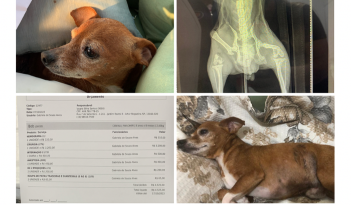 Cachorro com fêmur quebrado e fratura exposta