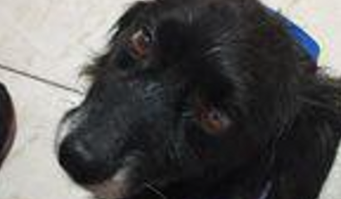 VAKINHA PARA O O SIRIUS FICAR BONZINHO LOGO