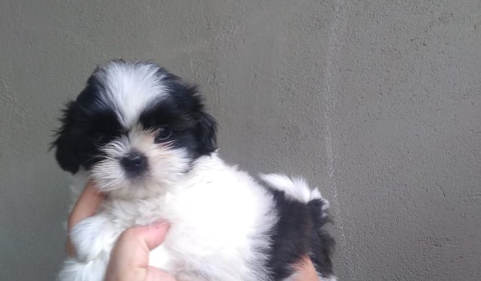 Recuperação da Nina
