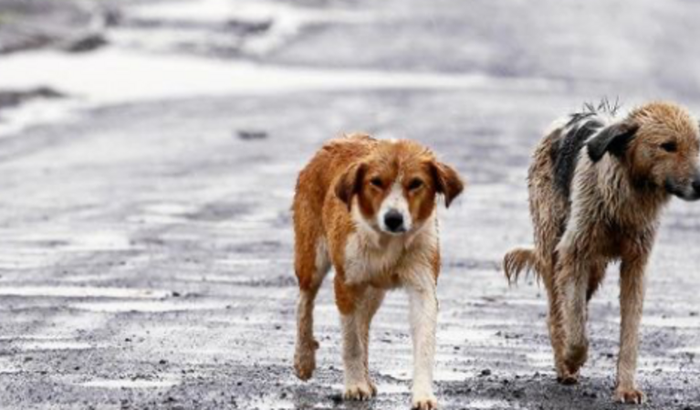 Amor Canino “Ajudando nossos amigos de quatro patas”