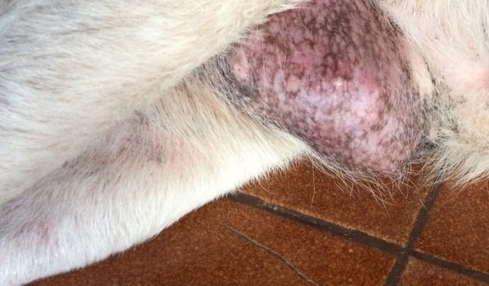 Ajudem minha cachorrinha Belinha fazer uma cirurgia 