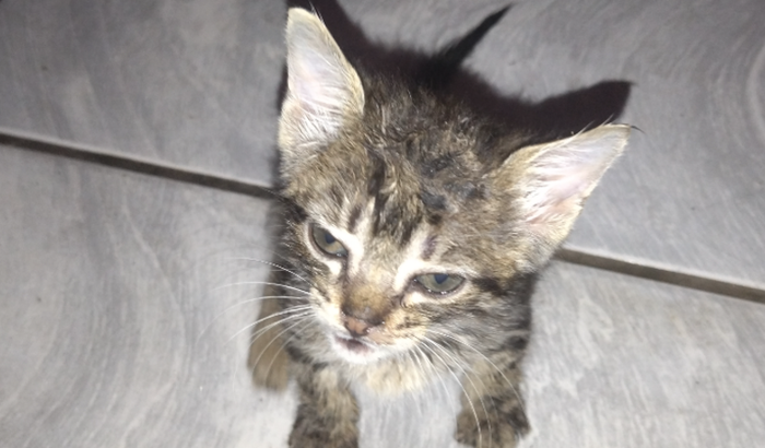 AJUDE ESSE FILHOTINHO DE GATO CHAMADO LINA