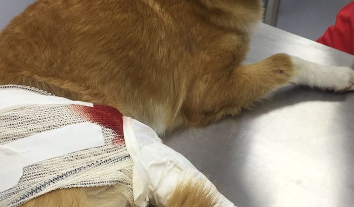 AJUDE GAYA CAROLINA A RECUPERAR SUA PATINHA