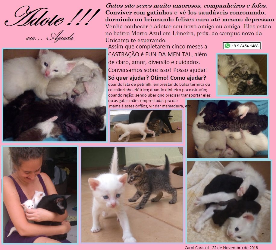 Doação para gatinhos amorosos
