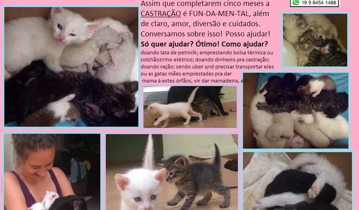 Doação para gatinhos amorosos