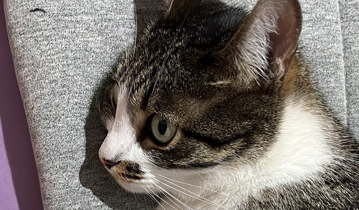 Cirurgia da Penélope