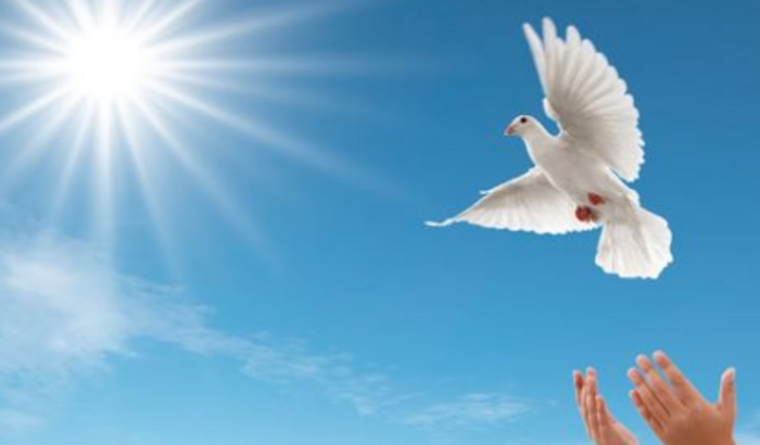 Vaquinha para mandar o B O Z O para Israel