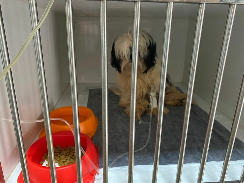 Cachorra atropelada 