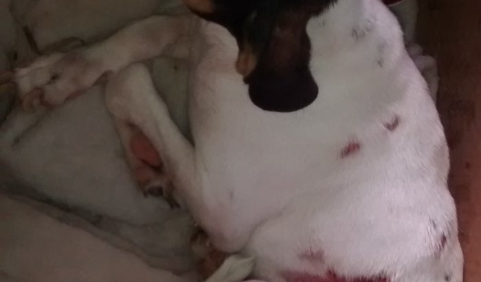 Ajude Minha cachorrinha vitória 