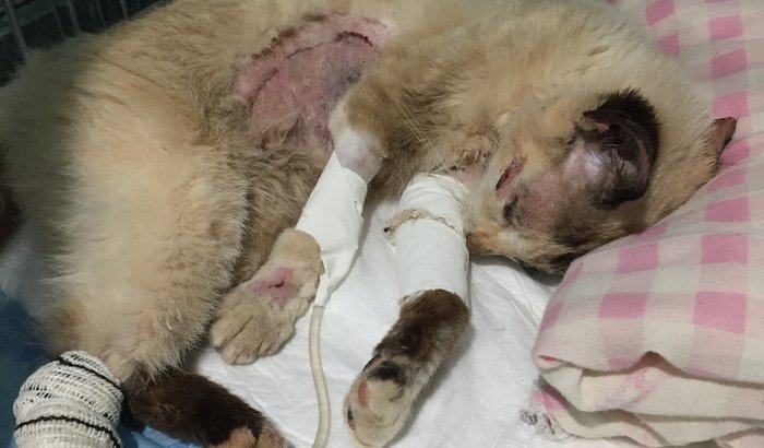 Vakinha para pagar as despesas veterinárias da gatinha atropelad
