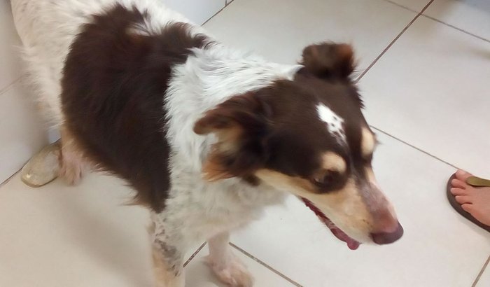 AJUDA PARA BELINHA
