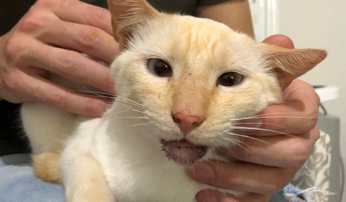 Ajuda para o gato Floquinho