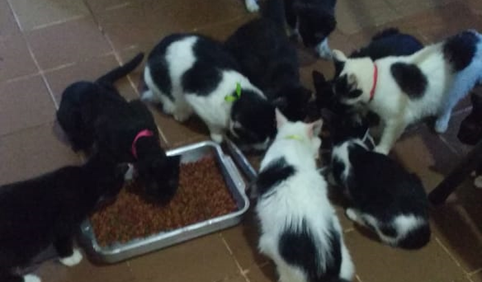 Castração de gatinhos