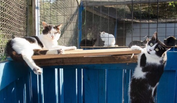 REFORMA EMERGENCIAL ONG AMANIMAL