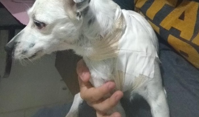 Ajude o Dog, Klaus