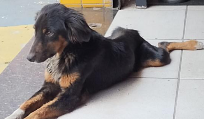 Vaquinha solidaria para o toddy🐶