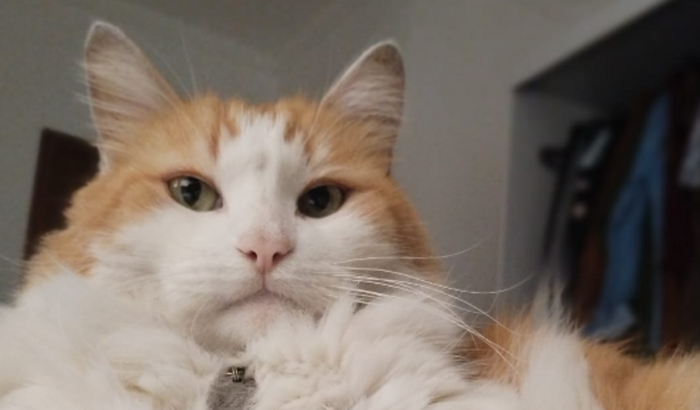 Cirurgia Odontológica Waddles