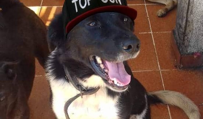 BOB UM CÃO SEM PERNAS