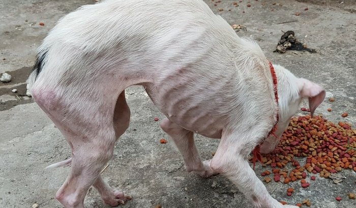 Cão abandonado...