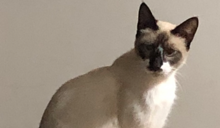 Ajuda ao gato Leonardo Queiroz