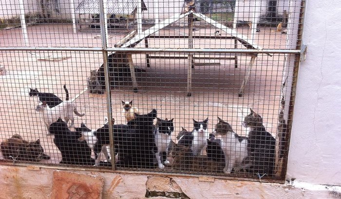REFORMA DO GATILZÃO