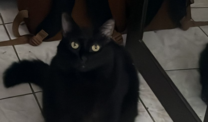 Internação do Salem 