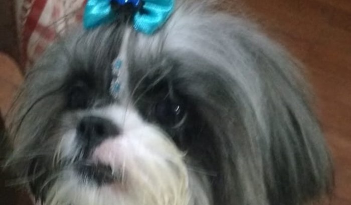 Cirurgia de Shunt para o Thor