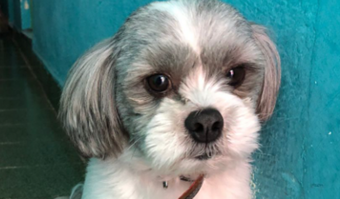 Vaquinha do Jake 🐶